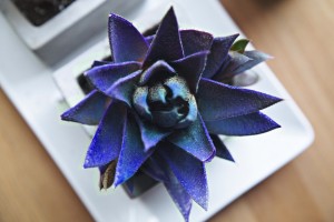 Plante bleu